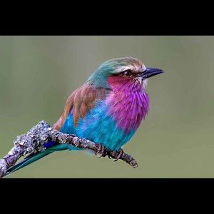 Meet your Posher, Berenice